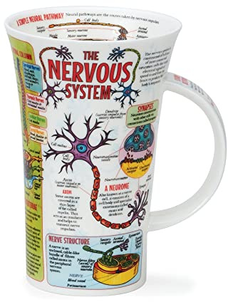 Dunoon Glencoe Chiana Becher aus feinem Knochen, 0,5 l, das Nervensystem
