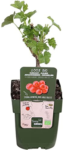 Planta de Grosella Roja Árbol Funcional y Decorativo Para tu Patio o Jardín