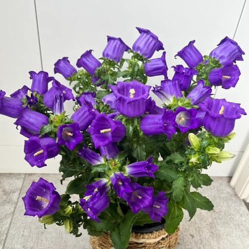 semi di campanula, decorativi tappezzanti, perenni resistenti esterno, biologici balcone 550pcs