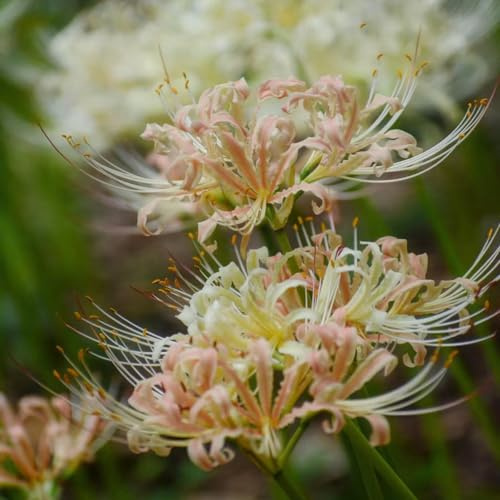 giglio ragno - sostenibili lycoris radiata giardino di primaverili regalare rari a primaverile in vaso 12bulbi
