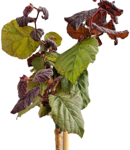 Korkenzieherhasel Corylus avellana  Red Majestic  80-100 cm winterhart Freilandaufzucht