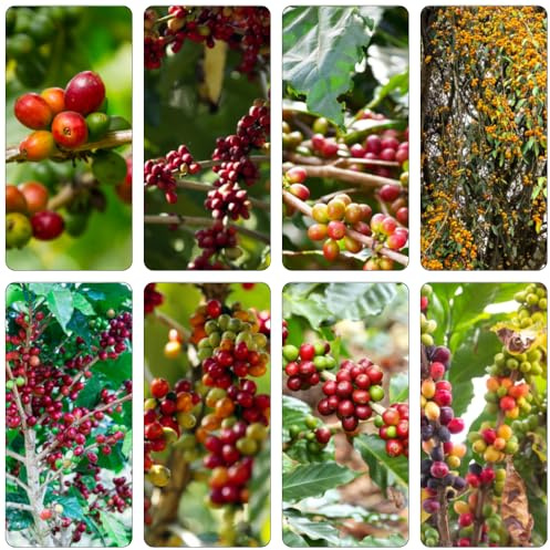 kaffeebohnen Kaffeepflanze steingartenpflanzen büropflanzen kräutergarten küche küchenkräuter wildkräuter kräutersamen pflanzensamen baumsamen bonsaibaum exotische zimmerpflanzen 550samen