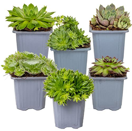 Bloomique - Lot de 6 - Sempervivum Mix - Joubarbe - Plantes de jardin - Résistante au gel - Couvre-sol - Hauteur 8-12 cm - Pot 7 cm