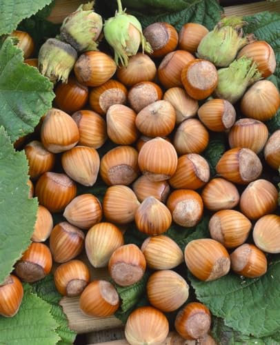 Corylus avellana 'Fertile de Coutard' 60-100 cm – Winterhart, Mehrjährig, Pflegeleicht – Haselnuss – Heckenpflanze für Garten & Sichtschutz