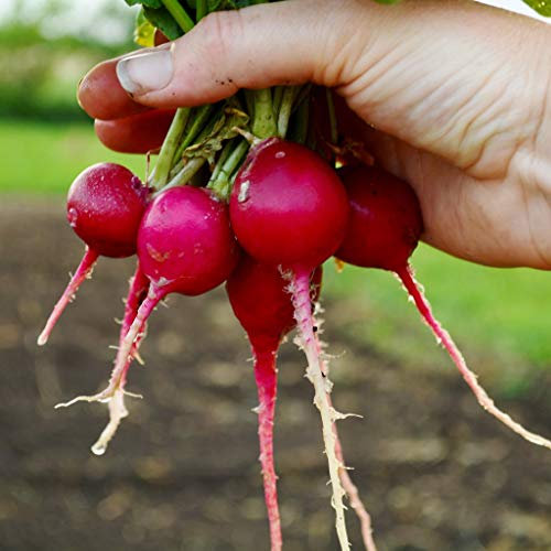 Bolly Bulbs® - Radish 'Cherry Belle' (100 Seeds)