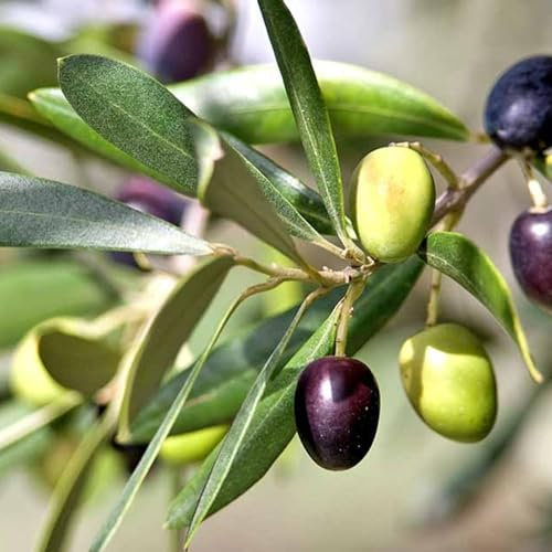 Olive Tree 'Olea europaea' Outdoor Fruit Tree in a 14cm Pot - 25cm in Height