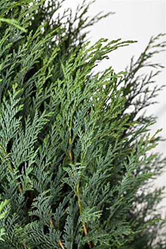 Säulenzypresse Chamaecyparis lawsoniana Columnaris 60-80 cm immergrün