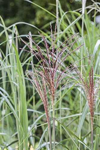 Miscanthus sinensis ‘Malepartus’ – Winterhart, Mehrjährig, Pflegeleicht – Chinaschilf – Ziergras für Garten & Beet