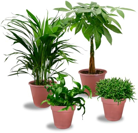 Nestfarn, Areca-Palme, Glückskastanie & Rutenkaktus – 4er Box Zimmerpflanzen Katzenliebe - Tierfreundliches Set – Höhe 15-70 cm – Töpfe 10,5-17 cm – Pflanzen frisch aus der Gärtnerei – Green Me Up