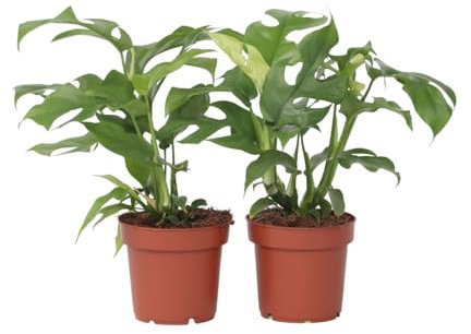 Plant in a Box - Rhaphidophora Tetrasperma - Monstera 'Minima' - 2er Set - Mini-Monstera - Grüne Zimmerpflanze - Topf 12cm - Höhe 20-30cm