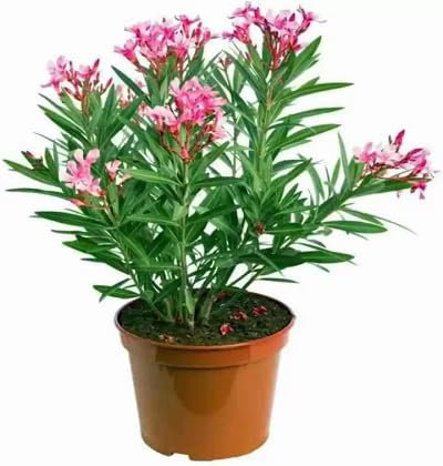 100pcs Fresh Oleander Flower Seeds