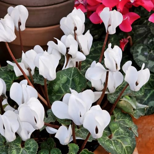 Semi di ciclamino, giardino di autunnali resistenti esotiche decorazione da giardino per esterni semi di regali per gli amanti del giardino 300pcs