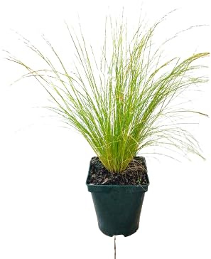 Stipa Natural Herbácea Ornamental que Requiere Poco Mantenimiento