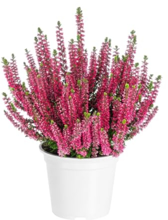 Planta Natural Calluna (Brezo) Decoración Verde y Duradera DECOALIVE