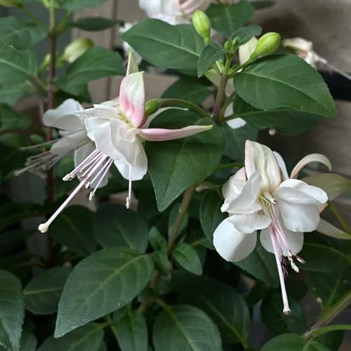 Fuchsiensamen wildblumensamen herbstaussaat Fuchsien wildblumen balkonblumen frühblüher herbstblumen kräuterpflanzen schnittblumen indoor garten hochbeet blumensamen kräutergarten 120samen