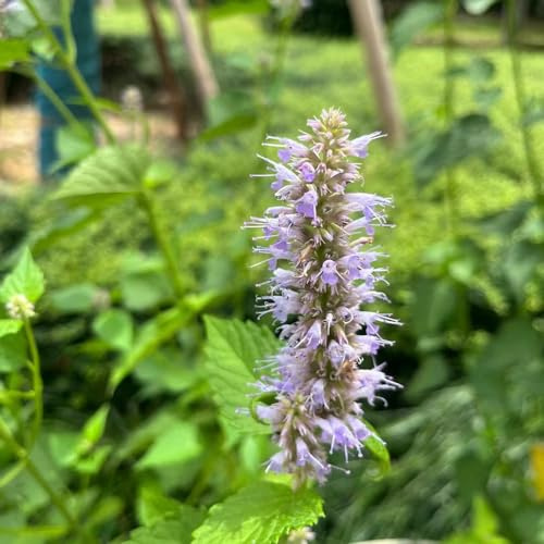 Semi di ortica profumata - coltivazione di giardino per giardinieri semi selvatiche verdi resistenti per giardini rocciosi 350pcs