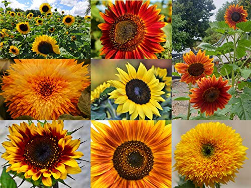Sonnenblumen Samen im Set: 8 Sorten Sonnen Blumen Saatgut viele Farben: rot gelb orange bronze, lat. Helianthus annuus, Sonnenblumensamen Mix, Mischung bunte gefüllte Blumensamen (500 Samen)