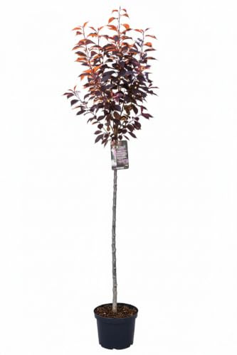 Prunus Royal Burgundy 180-190 cm - Japanische Nelkenkirsche Stamm | Hochstamm, Stammhöhe: 120 cm, Dunkelrosa Blüte, Rot-Violettes Blattwerk