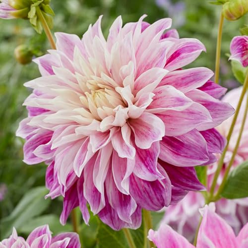 Dahlia Purple Explosion Flower Bulbs - Summer Flowering Bee Plants - Easy to Grow Tubers Producing Showy Purple and White Flowers into Autumn - Grow in Beds, Borders, and Pots (Pack of 1 Dahlia Bulbs)