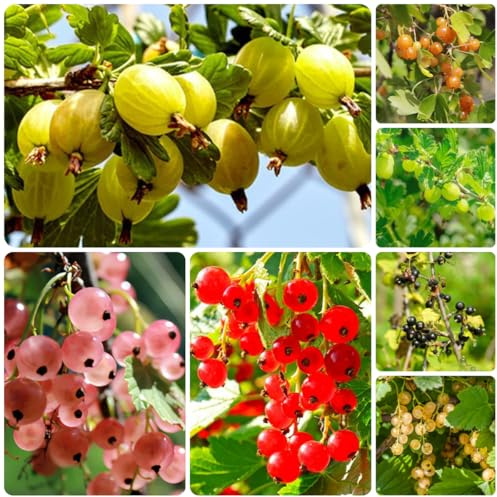 stachelbeere johannisbeeren - gooseberry - obstsamen winterfeste balkon topfpflanzen draußen winterhart, winterharte kübelpflanzen obstbaum 500samen