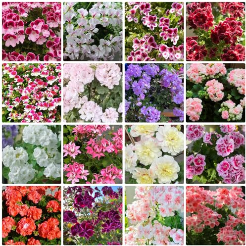 Semi di geranio - rampicante rara decorazioni da giardino per esterni balcone serra interna da giardino roccioso rampicanti 1200pcs