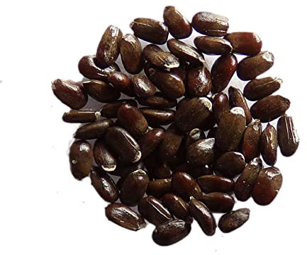 Lavande Vraie Bio - 0,20 grammes - Lavendula Officinalis L. - True Lavender - SEM02