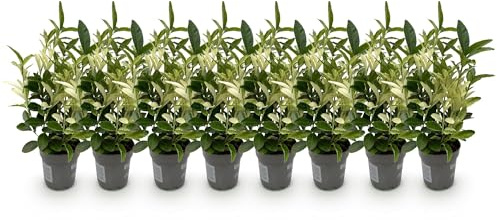 GreenboutiQ - Plantes de haie - Euonymus japonica Paloma Blanca - Feuilles Vertes et Blanches - 8 Plantes - 1 Mètre Linéaire - Persistant - Pot de 9 cm Hauteur 30cm