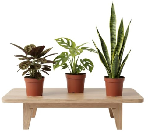 Trío Verde DECOALIVE: Plantas Naturales de Interior Monstera Adansonii, Maranta y Sansevieria Ideales para Crear un Ambiente Fresco y Moderno