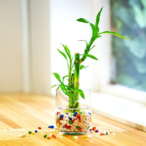 Lucky Bamboo Ribbon Plant 3 Stalks with Mix Colour Theme Vase and Gravel Stone