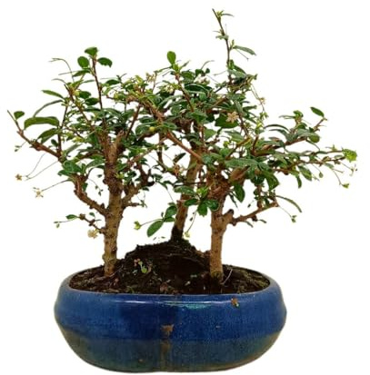 BONSÁI CARMONA BOSQUE 9 AÑOS | TÉ DE FILIPINAS | PLANTA VIVA