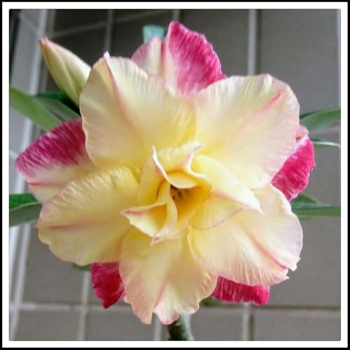 Bulbo rosa del desierto.Flores perennes resistentes.Rosa del desierto planta natural.Adenium obesum planta.A granel（NVNJHJN）.-1 bulbos-F