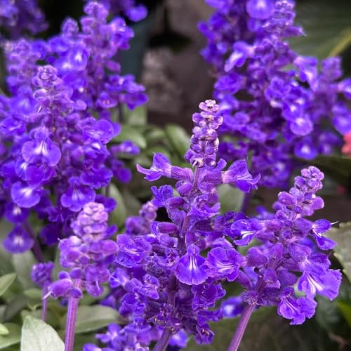 semillas de salvia - resistentes exóticas interior jardín 60pcs