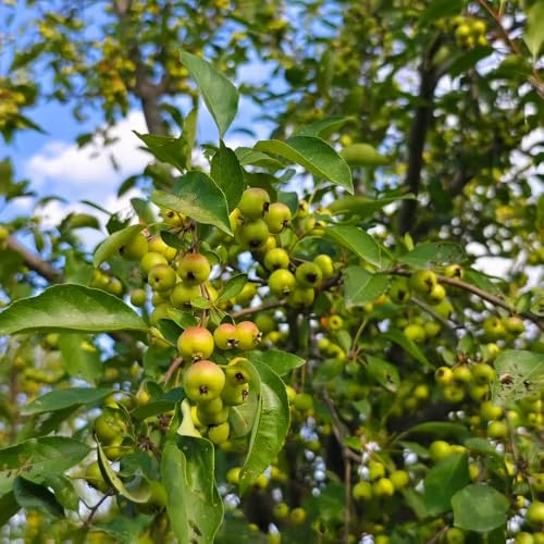 weißdornsamen kübelpflanzen winterhart mehrjährig säulenobstbäume winterharte stauden mehrjährig obstbäume bonsai bäumchen kaufen obstsamen dekopflanzen bio balkonpflanzen säulenobst 10samen
