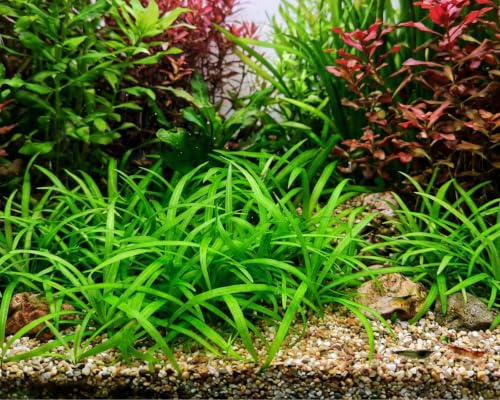 Grasartige Zwergschwertpflanze/Echinodorus tenellus - NatureHolic In-Vitro Aquarium Pflanze