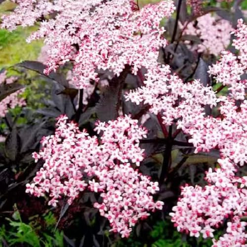 semi di sambuco - da ufficio balcone interno in resistenti biologici vecchie varietà 100pcs