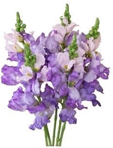 HGTYDV2 5 Stück künstlicher Hyazinthen-Blumenstrauß, 41,9 cm, Seidenhyazinthen, lebensechte Kunstblumen mit Stiel, luxuriöse künstliche Hyazinthenblumen für Küche, Zuhause, Garten
