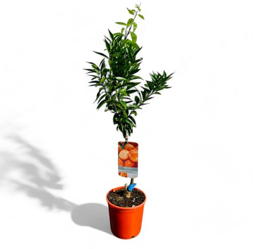 Tropictrees Citrus Reticulata Mandarinier - 100 cm de haut avec pot | Agrumes fruitiers de saison pour jardin & intérieur | Facile d'entretien, persistant & odorant