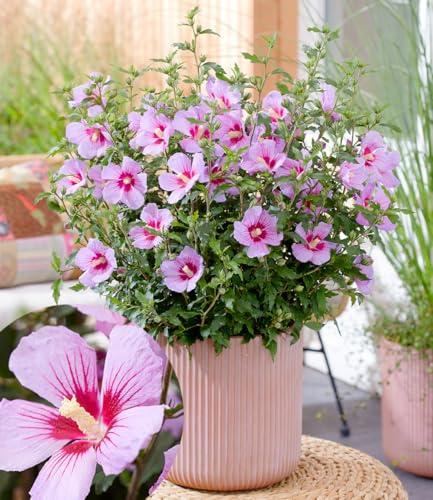 BALDUR Garten 1x Zwerg-Hibiskus Little Legends Pink® Pflanze im 9x9 cm-Topf | extrem kompakter Wuchs, nur ca. 60 cm hoch, wochenlang massenhaft Blüten, hitze- und trockenheitstolerant, pflegeleicht