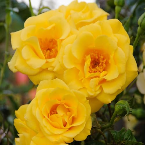 Kletterrose Rosa Spring Queen – Gelb – Pflegeleicht – 2 Pflanzen – 11cm x H40cm – Duftende Rosen für Garten, Balkon & Terrasse