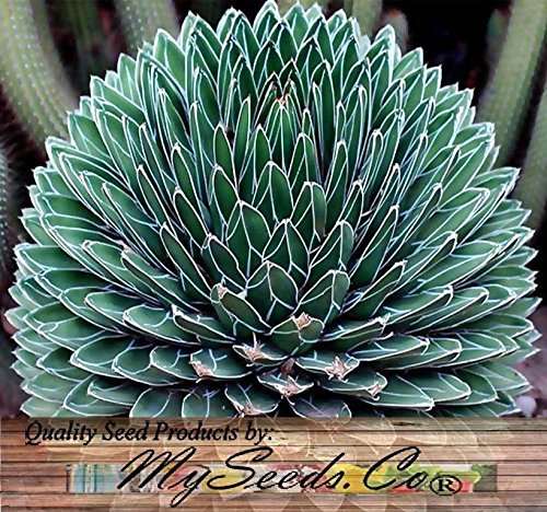 Portal Cool (20) Agave-Queen - La regina Vittoria Agave, Agave Reale Seeds -Comb S & H.