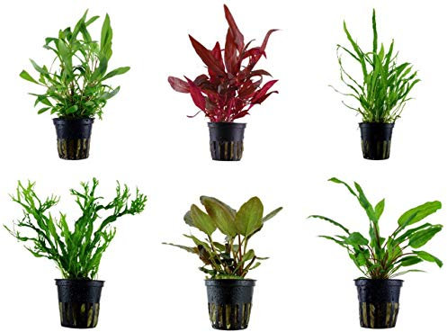 Tropica Mitte Set mit 6 Topf Pflanzen Aquariumpflanzenset Nr.33 Wasserpflanzen Aquarium Aquariumpflanzen