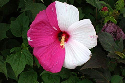Hibiscus Talee (250) a Palette di Colore Rosa Corallo Pittore Arbusto Make YourPiante;Seeds Only