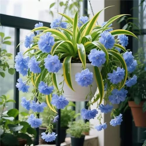 ragnopiante - Chlorophytum comosum esterno Aiuole rialzate giardino d'appartamento esotiche 1piante