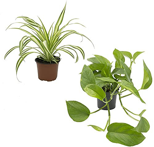 Set Chlorophytum y Potho Plantas de Interior Inmortales