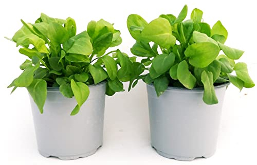 POWERS TO FLOWERS - RUMEX ACETOSA BIO, 2 PIANTE, piante vere