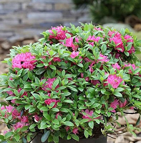 Japanische Azalee Diamant Rot 30-40cm - Rhododendron obtusum - Zwerg Alpenrose - lebende Gartenpflanze aus den Baumschulen
