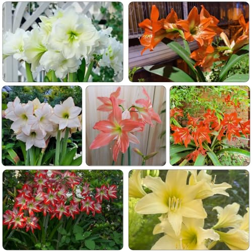 amaryllis rivestimento di tetti letti elevati resistenti di bulbi perenni, resistenti al freddo giardino decorativo 5 pezzi