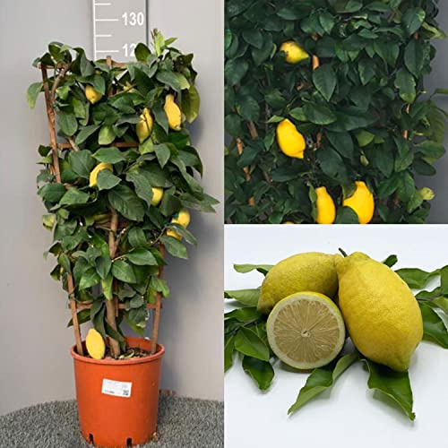 SAVINI VIVAI Zitronenpflanze, Zitrusbaum Lunario, Zitronenspalier im 35 cm Topf, Höhe 160-180 cm, 7-8 Jahre Veredelung, hergestellt in Italien