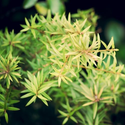 Podocarpus nivalis 'Kilworth Cream' | Unique Creamy-White Conifer | Compact Yew-Like Shrub for Borders & Rockeries - 3X 1 Litre Potted Plants by Thompson & Morgan
