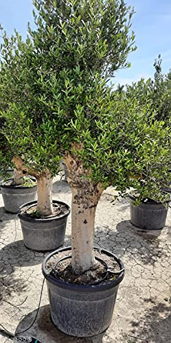 Ulivo Olivo Pianta di Olea Europea, Bonsai in vaso 130 L, Pianta con tronco 60/70 cm, Vivaio di Castelletto
